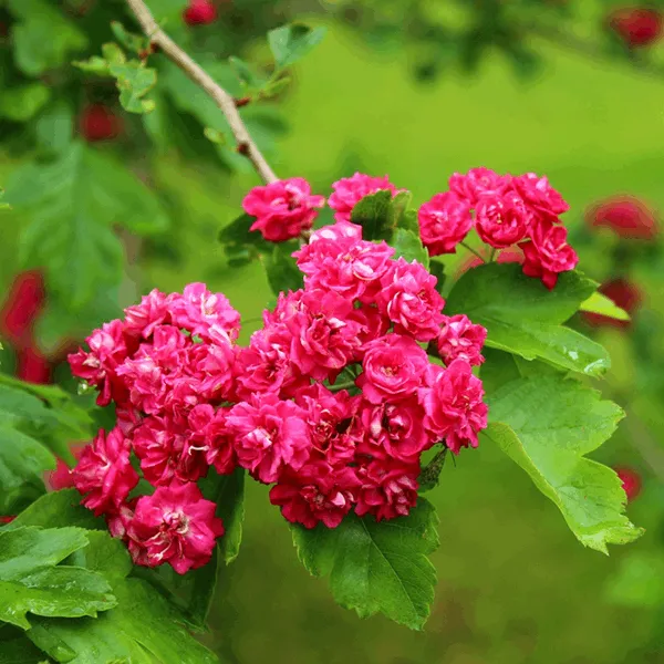 Crataegus Paul's Scarlet - Midland Hawthorn Tree Mix and Match
