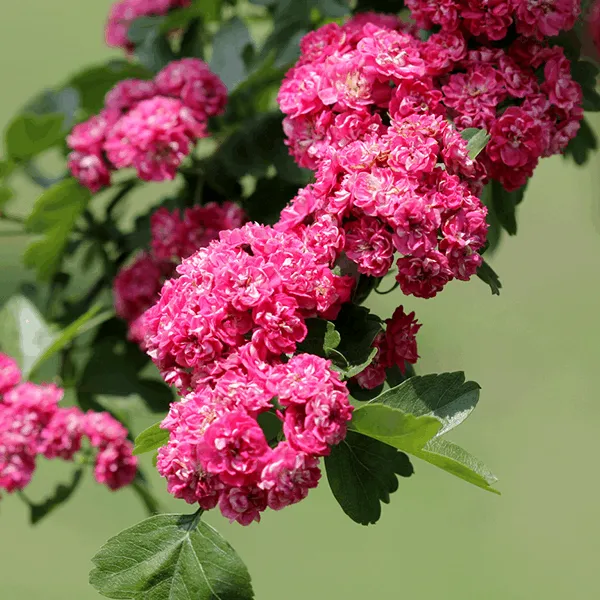Crataegus Paul's Scarlet - Midland Hawthorn Tree Mix and Match