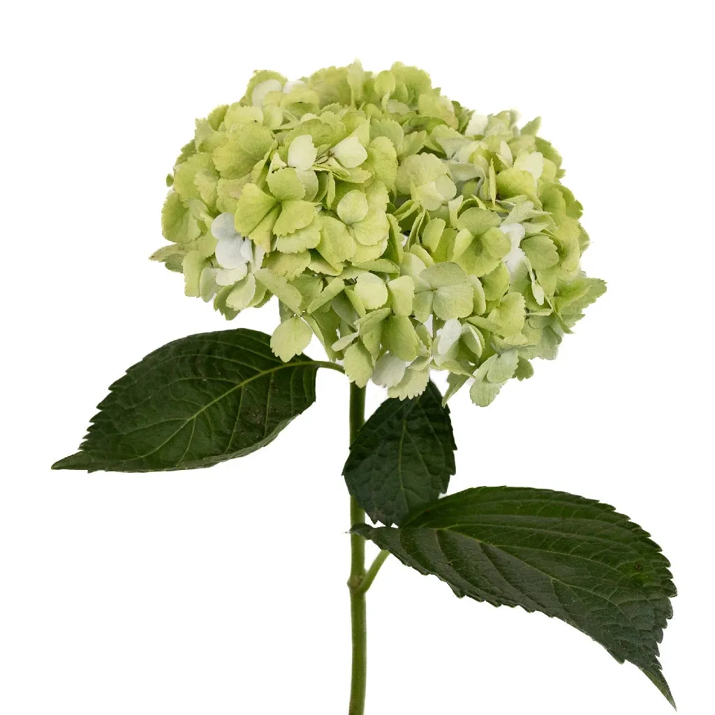 Giant Pale Green Hydrangea Flower
