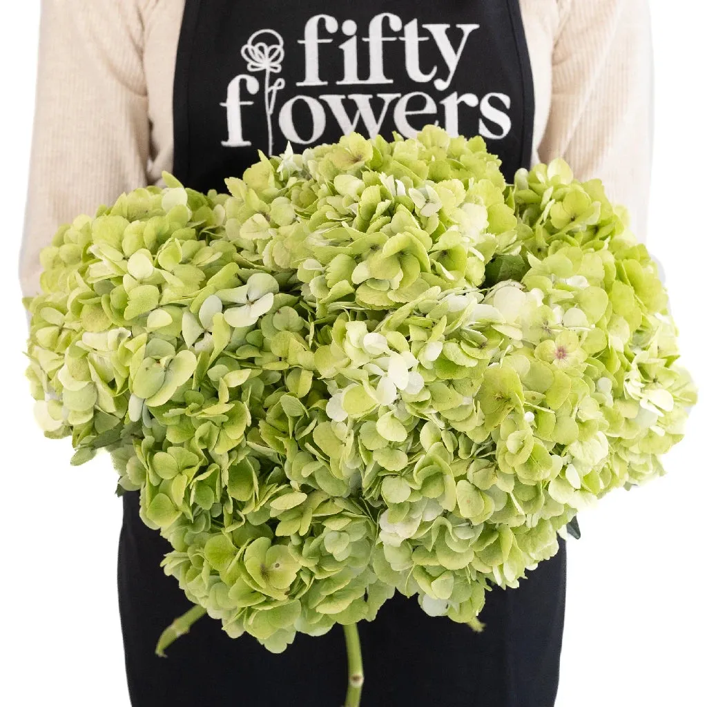 Giant Pale Green Hydrangea Flower