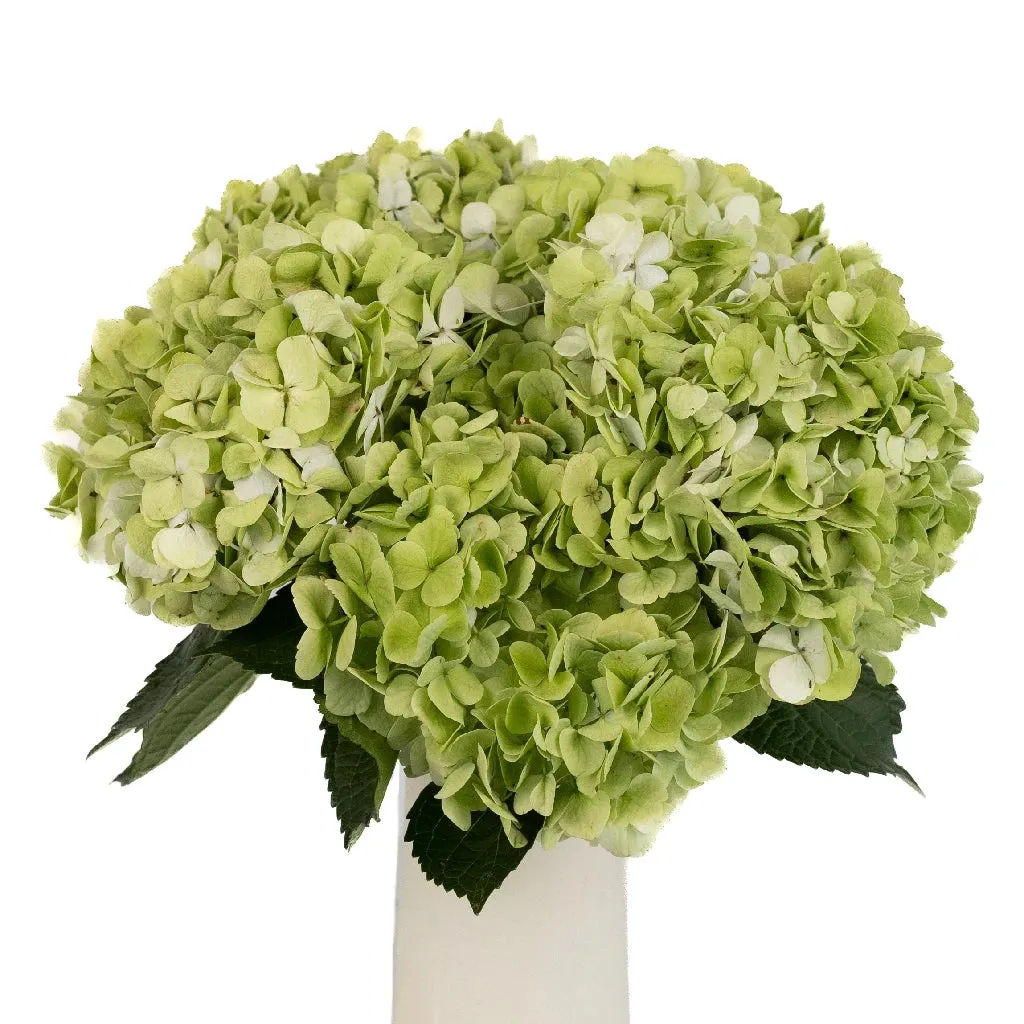 Giant Pale Green Hydrangea Flower