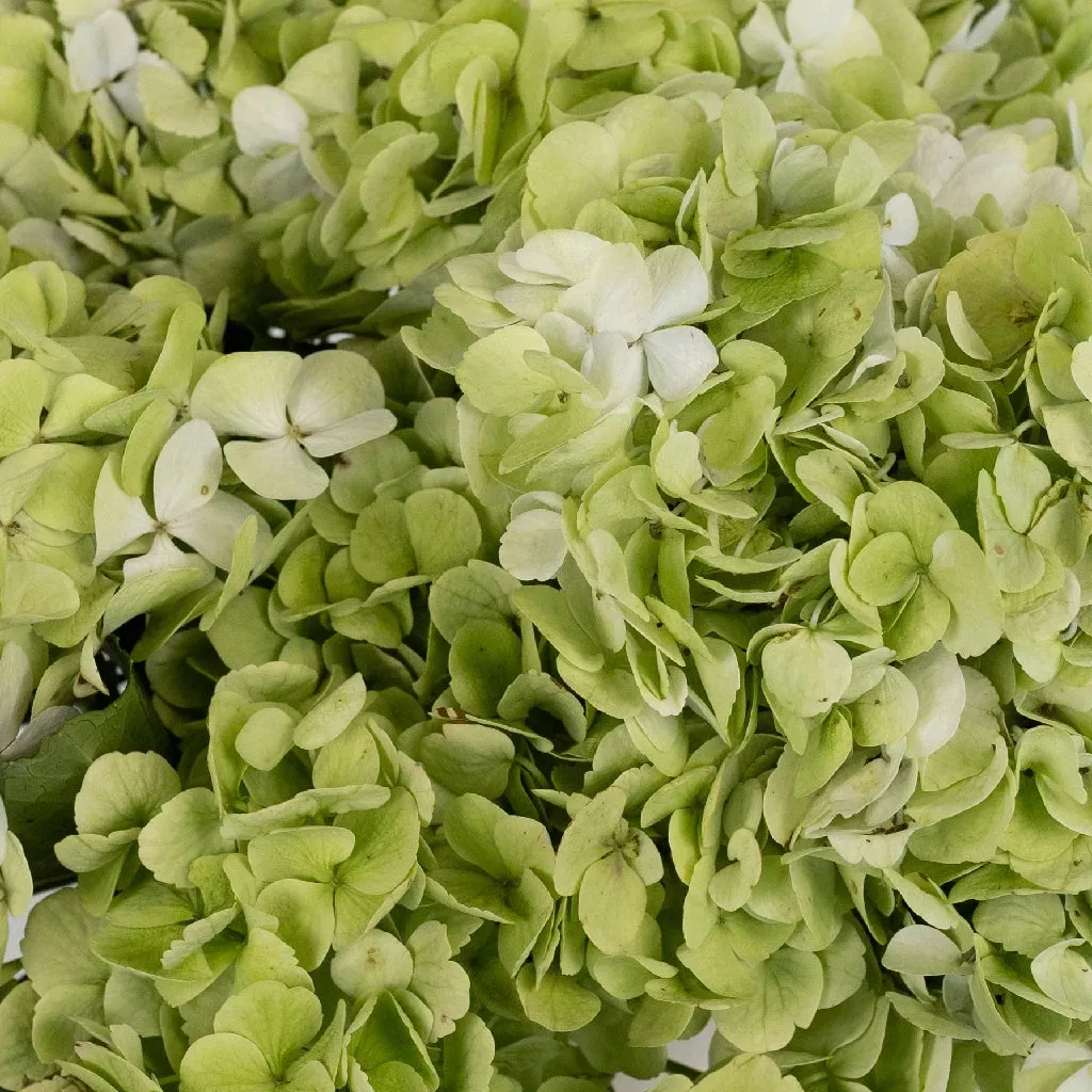 Giant Pale Green Hydrangea Flower
