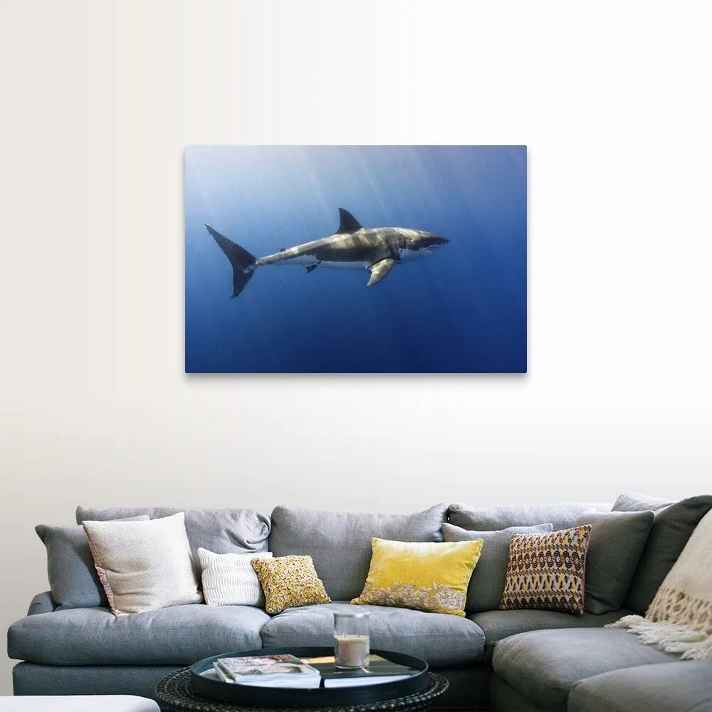 "A beautiful great white shark gliding gracefully by." Canvas Wall Art
