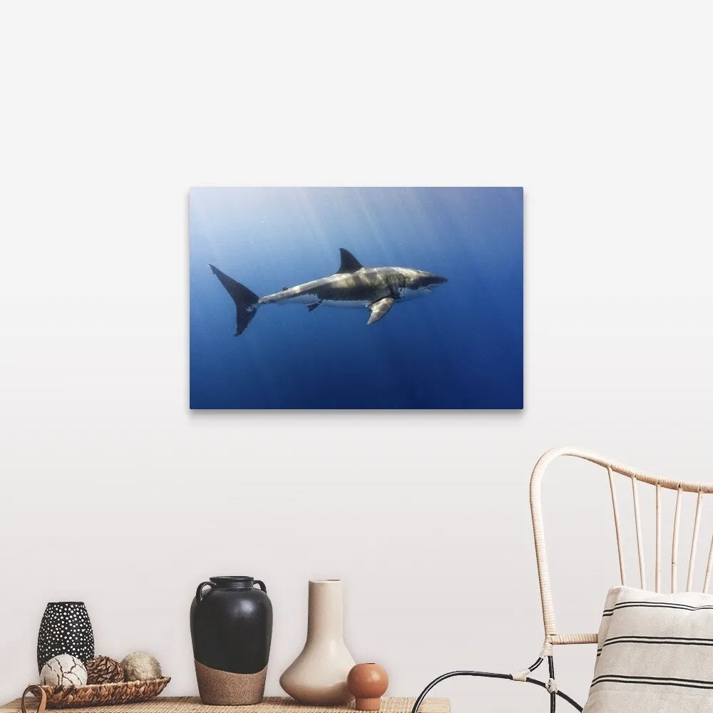 "A beautiful great white shark gliding gracefully by." Canvas Wall Art