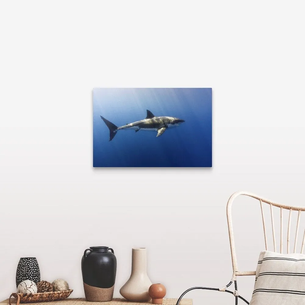 "A beautiful great white shark gliding gracefully by." Canvas Wall Art
