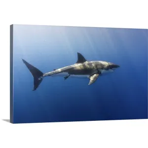 "A beautiful great white shark gliding gracefully by." Canvas Wall Art