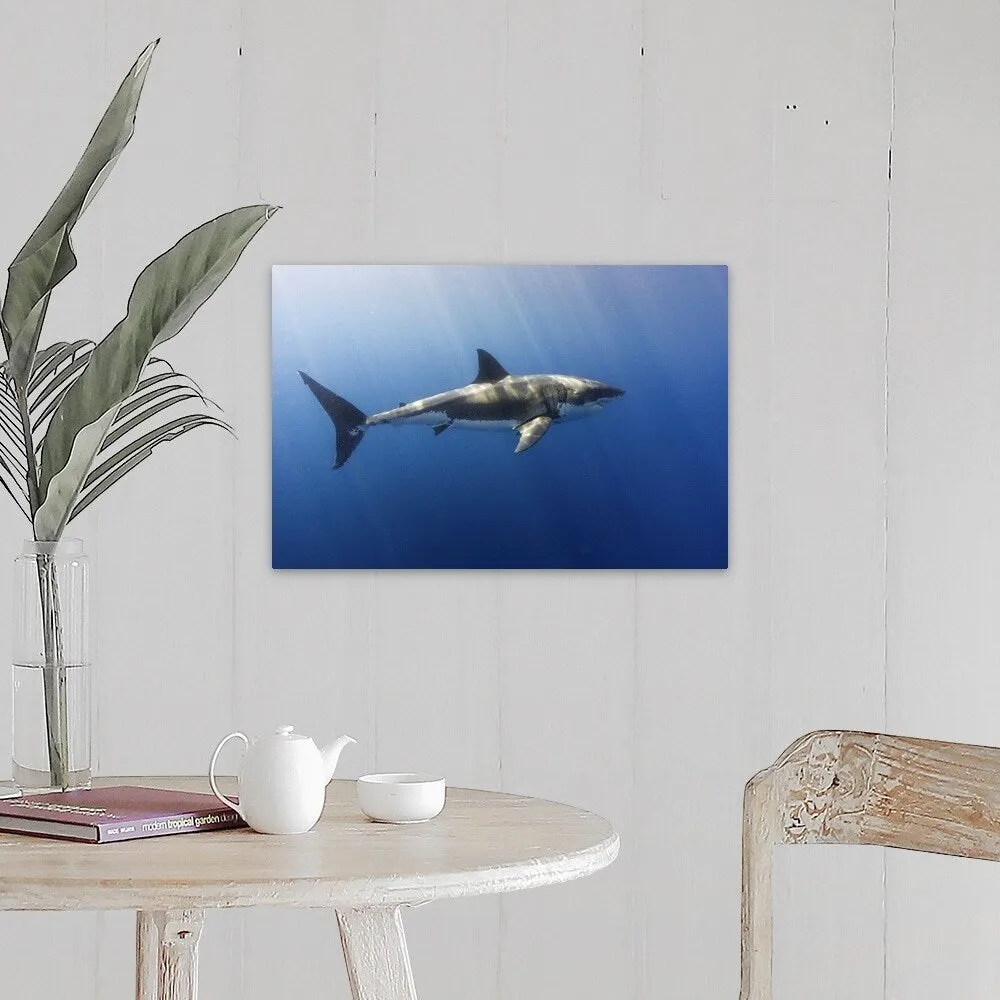 "A beautiful great white shark gliding gracefully by." Canvas Wall Art