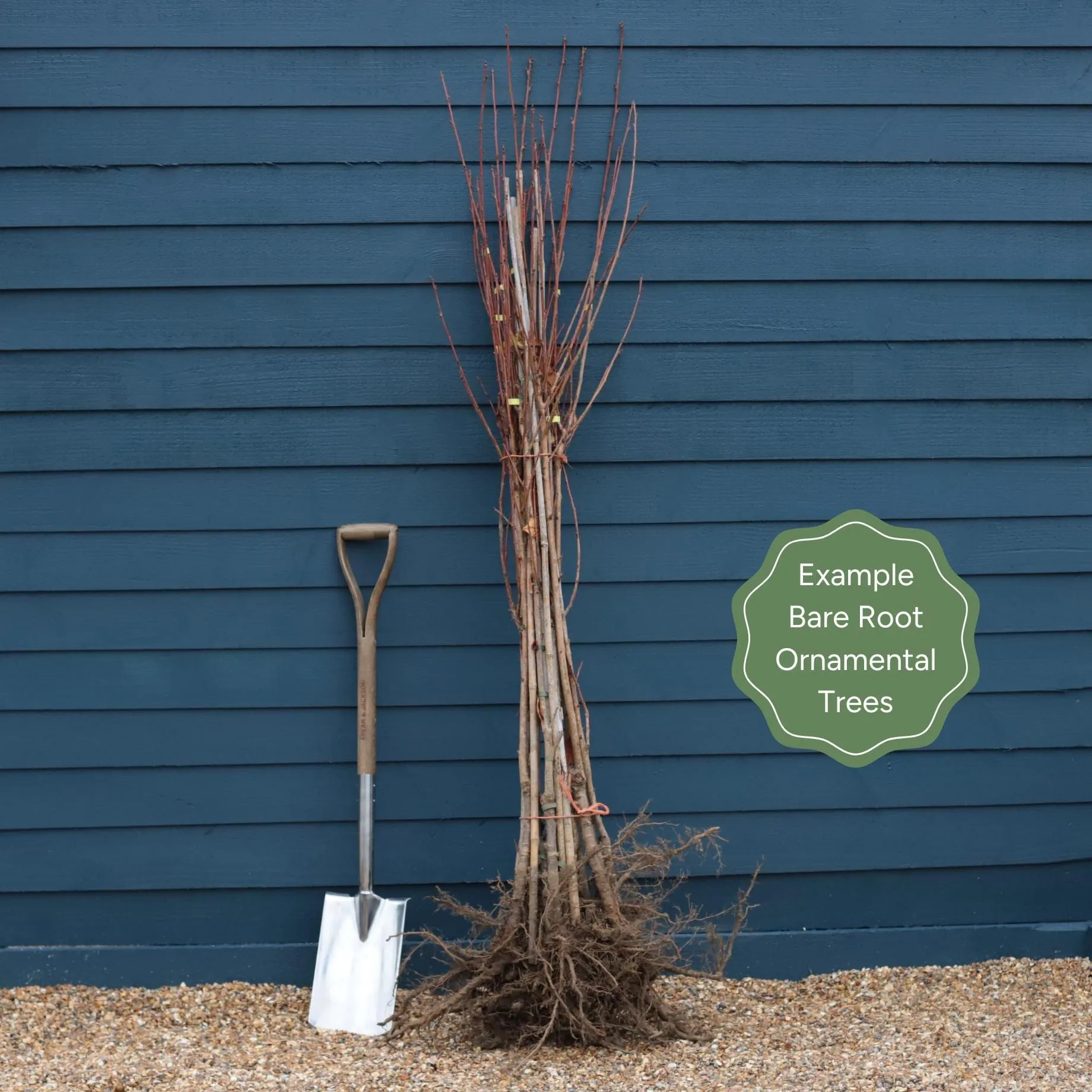 Scarlet Willow Tree | Salix alba 'Chermesina'