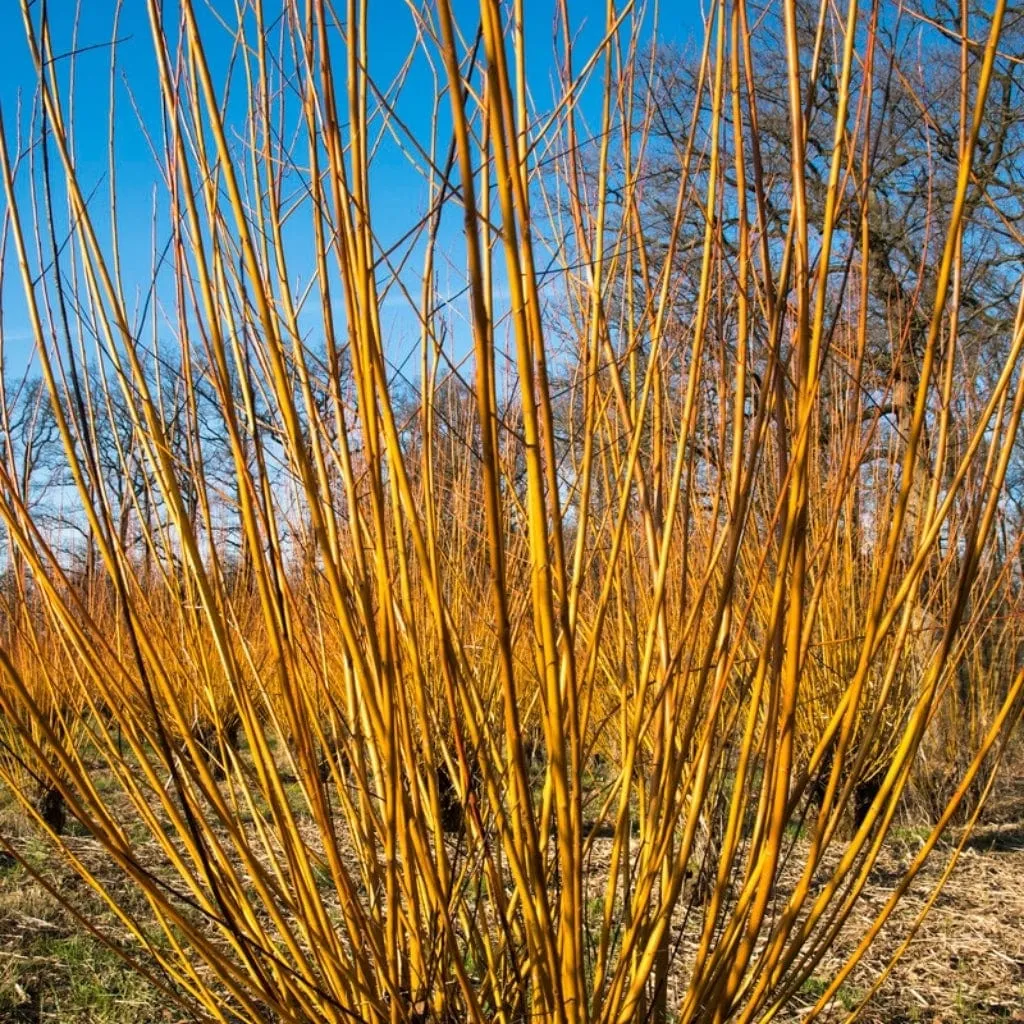 Scarlet Willow Tree | Salix alba 'Chermesina'