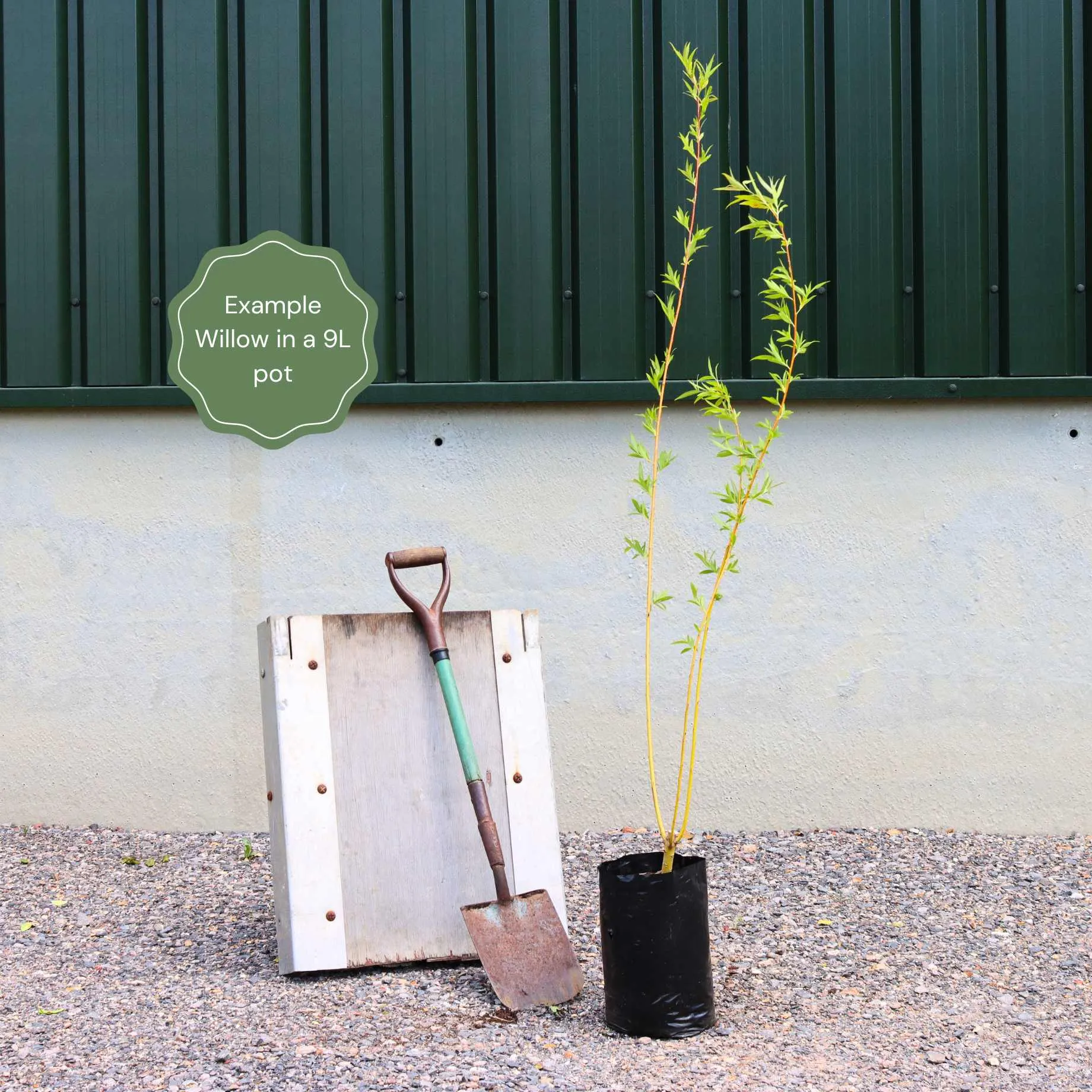 Scarlet Willow Tree | Salix alba 'Chermesina'