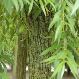 Scarlet Willow Tree | Salix alba 'Chermesina'